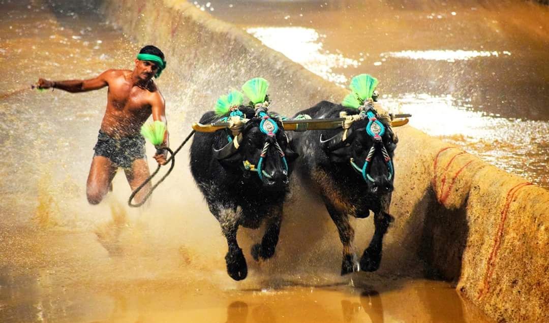 ಹೊಕ್ಕಾಡಿಗೋಳಿ: ವೀರ-ವಿಕ್ರಮ ಜೋಡುಕರೆ ಬಯಲು ಕಂಬಳ